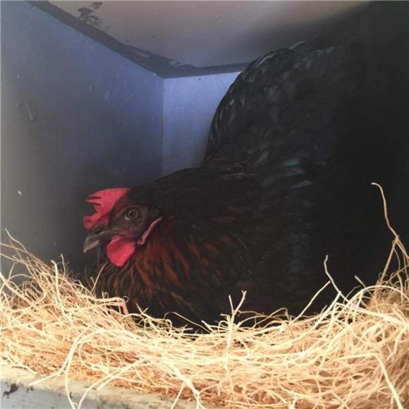 100g/3.5oz Natural Grass Nesting Pads for Chicken Hens Birds Nest Bedding - Picture 11 of 12